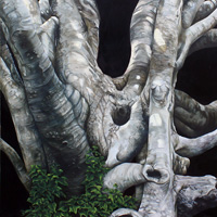 Nicky Symes - Ancient Beech